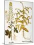 Mustard Plant, 1613-Besler Basilius-Mounted Giclee Print