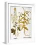 Mustard Plant, 1613-Besler Basilius-Framed Giclee Print