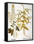 Mustard Plant, 1613-Besler Basilius-Framed Stretched Canvas