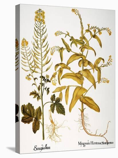 Mustard Plant, 1613-Besler Basilius-Stretched Canvas