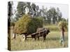 Mustard Plant Harvest, Haridwar, Uttarakhand, India, Asia-null-Stretched Canvas