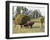 Mustard Plant Harvest, Haridwar, Uttarakhand, India, Asia-null-Framed Photographic Print