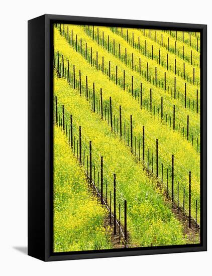 Mustard Plants in Vineyard, Napa Valley Wine Country, California, USA-John Alves-Framed Stretched Canvas