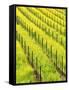 Mustard Plants in Vineyard, Napa Valley Wine Country, California, USA-John Alves-Framed Stretched Canvas