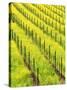 Mustard Plants in Vineyard, Napa Valley Wine Country, California, USA-John Alves-Stretched Canvas