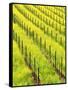 Mustard Plants in Vineyard, Napa Valley Wine Country, California, USA-John Alves-Framed Stretched Canvas