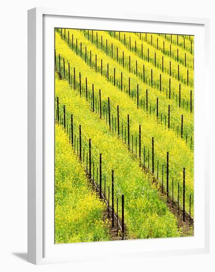 Mustard Plants in Vineyard, Napa Valley Wine Country, California, USA-John Alves-Framed Premium Photographic Print