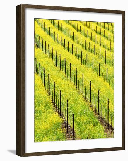 Mustard Plants in Vineyard, Napa Valley Wine Country, California, USA-John Alves-Framed Premium Photographic Print