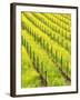 Mustard Plants in Vineyard, Napa Valley Wine Country, California, USA-John Alves-Framed Premium Photographic Print