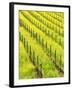 Mustard Plants in Vineyard, Napa Valley Wine Country, California, USA-John Alves-Framed Premium Photographic Print