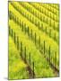Mustard Plants in Vineyard, Napa Valley Wine Country, California, USA-John Alves-Mounted Premium Photographic Print