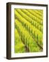 Mustard Plants in Vineyard, Napa Valley Wine Country, California, USA-John Alves-Framed Photographic Print