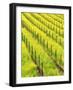 Mustard Plants in Vineyard, Napa Valley Wine Country, California, USA-John Alves-Framed Photographic Print