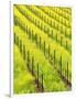 Mustard Plants in Vineyard, Napa Valley Wine Country, California, USA-John Alves-Framed Photographic Print