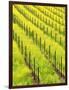 Mustard Plants in Vineyard, Napa Valley Wine Country, California, USA-John Alves-Framed Photographic Print