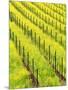 Mustard Plants in Vineyard, Napa Valley Wine Country, California, USA-John Alves-Mounted Photographic Print