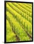 Mustard Plants in Vineyard, Napa Valley Wine Country, California, USA-John Alves-Framed Photographic Print