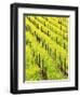 Mustard Plants in Vineyard, Napa Valley Wine Country, California, USA-John Alves-Framed Photographic Print