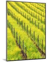 Mustard Plants in Vineyard, Napa Valley Wine Country, California, USA-John Alves-Mounted Photographic Print