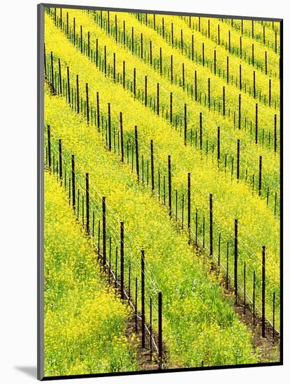Mustard Plants in Vineyard, Napa Valley Wine Country, California, USA-John Alves-Mounted Photographic Print