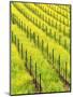 Mustard Plants in Vineyard, Napa Valley Wine Country, California, USA-John Alves-Mounted Photographic Print