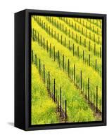 Mustard Plants in Vineyard, Napa Valley Wine Country, California, USA-John Alves-Framed Stretched Canvas