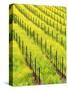 Mustard Plants in Vineyard, Napa Valley Wine Country, California, USA-John Alves-Stretched Canvas