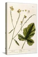 Mustard, Plate 446 from A Curious Herbal, Published 1782-Elizabeth Blackwell-Stretched Canvas