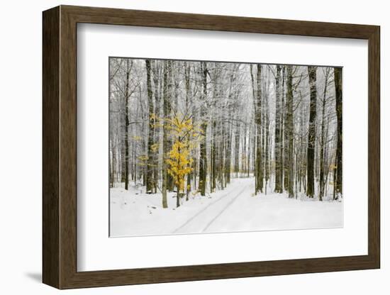 Mustard Tree-Brooke T. Ryan-Framed Photographic Print