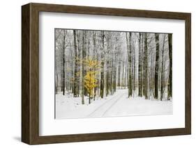 Mustard Tree-Brooke T. Ryan-Framed Photographic Print