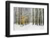 Mustard Tree-Brooke T. Ryan-Framed Photographic Print