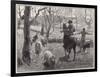 Mustering Sheep, Austral-W Hatherell-Framed Art Print