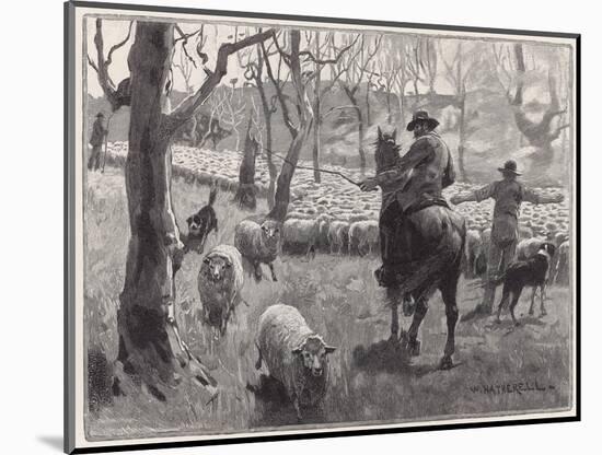 Mustering Sheep, Austral-W Hatherell-Mounted Art Print