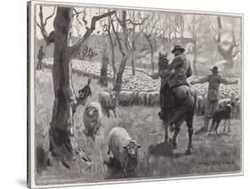 Mustering Sheep, Austral-W Hatherell-Stretched Canvas