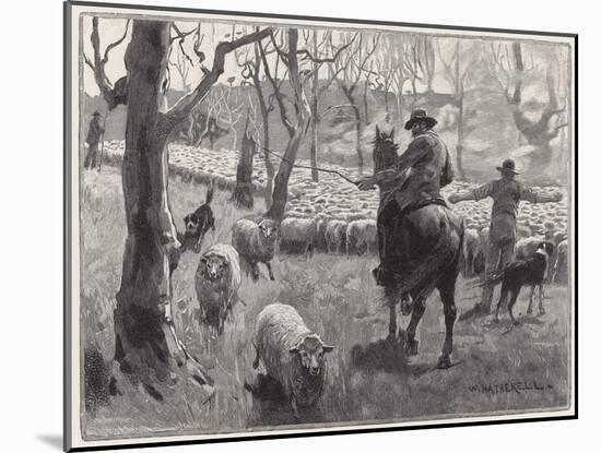 Mustering Sheep, Austral-W Hatherell-Mounted Art Print