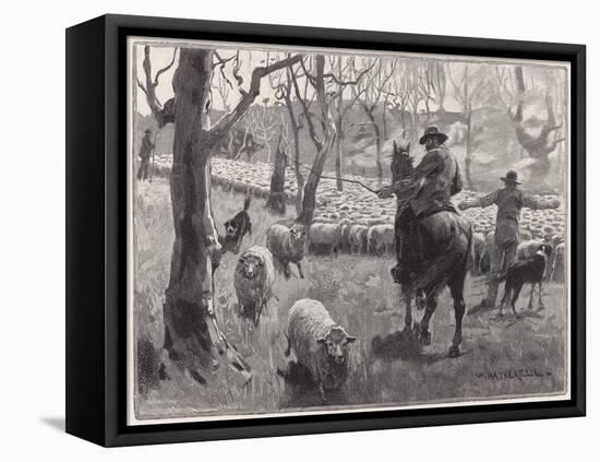Mustering Sheep, Austral-W Hatherell-Framed Stretched Canvas