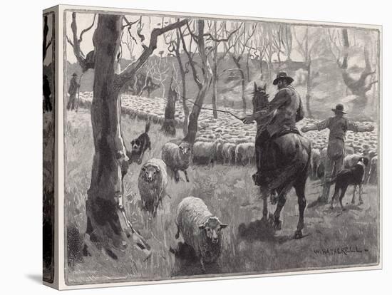 Mustering Sheep, Austral-W Hatherell-Stretched Canvas