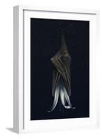 Mutated lily-Johan Lilja-Framed Giclee Print