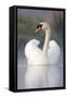 Mute Swan Adult Bird with Wings in Display Posture-null-Framed Stretched Canvas