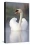 Mute Swan Adult Bird with Wings in Display Posture-null-Stretched Canvas