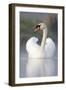 Mute Swan Adult Bird with Wings in Display Posture-null-Framed Photographic Print