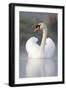 Mute Swan Adult Bird with Wings in Display Posture-null-Framed Photographic Print