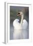 Mute Swan Adult Bird with Wings in Display Posture-null-Framed Photographic Print