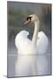 Mute Swan Adult Bird with Wings in Display Posture-null-Mounted Photographic Print