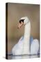 Mute Swan Adult-null-Stretched Canvas