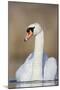 Mute Swan Adult-null-Mounted Photographic Print