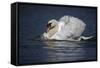 Mute Swan Aggressive Display-null-Framed Stretched Canvas