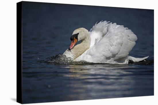 Mute Swan Aggressive Display-null-Stretched Canvas