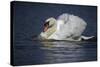 Mute Swan Aggressive Display-null-Stretched Canvas