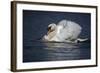 Mute Swan Aggressive Display-null-Framed Photographic Print